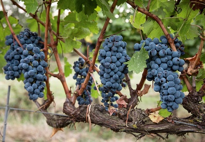 Один виноградник, два первоклассных региона происхождения