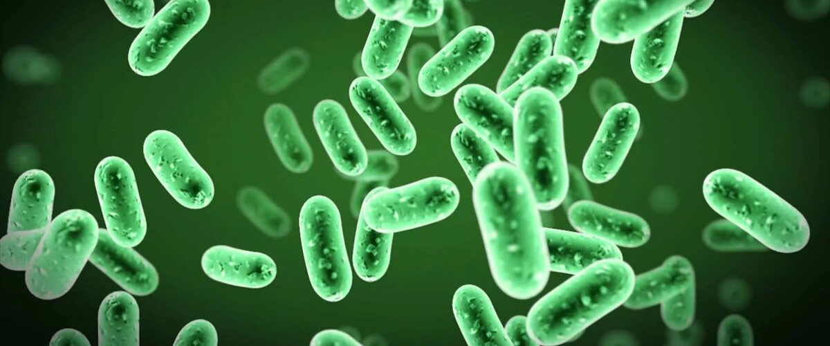 Бактерии имеют размер от 0,1 до 700 микрон